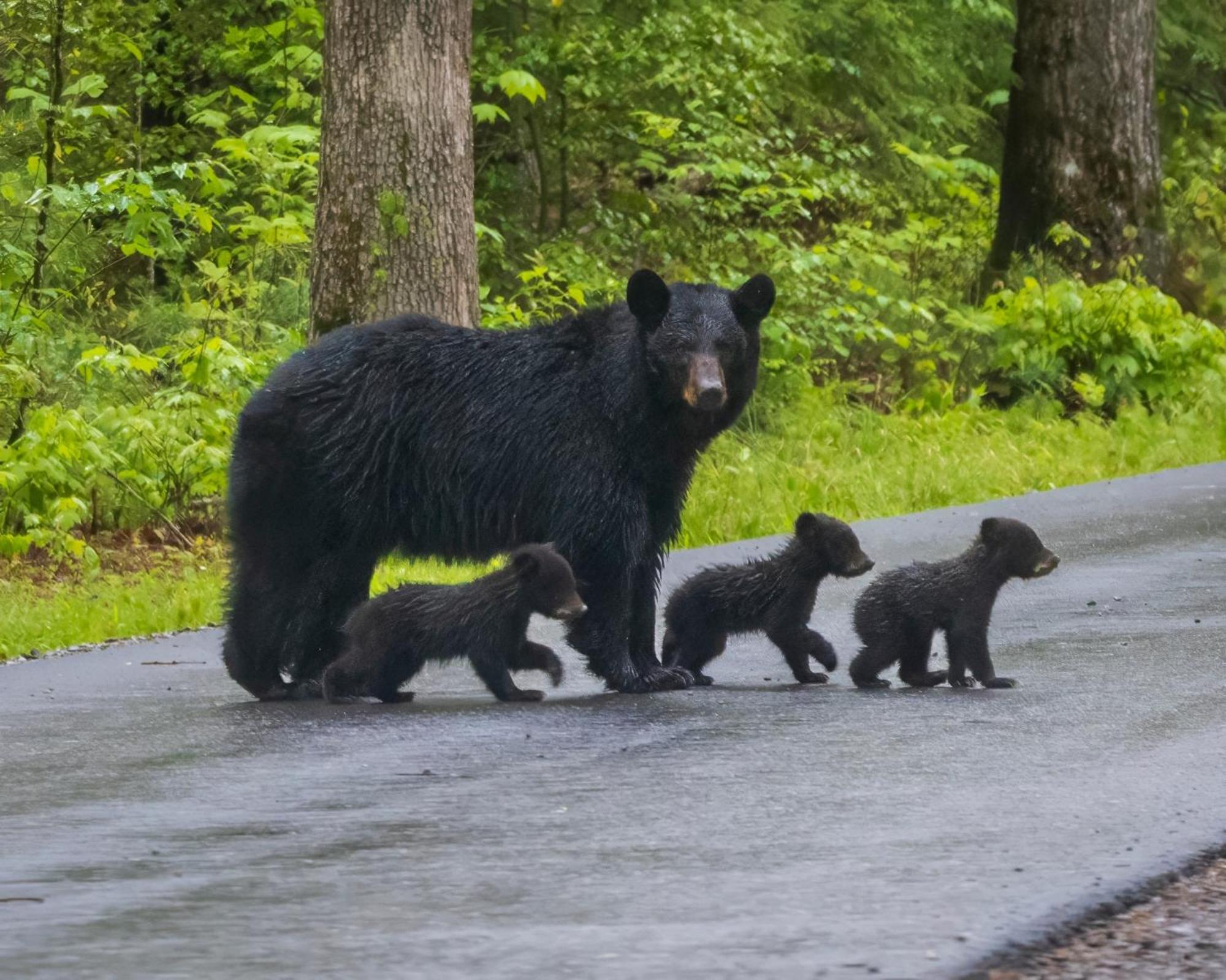 Smoky Bear Lodge With Guest House, Hot Tub, 1089 Free Tickets Each Paid Day, Dollywood And More เซอเวียร์วีล ภายนอก รูปภาพ
